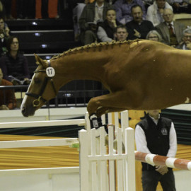 First American-Born Stallion Approved at the 2014 Trakehner Verband Inspection in Neumünster, Germany